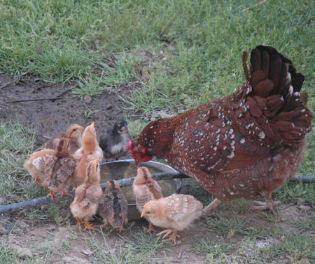 Chicks and mom drinking at the watering hole. With mom at the watering hole. It was an epic chick year with probably over 11 hens going broody. Finding the balance between being over the carrying capacity of the land, and maintaining a surplus large enough to offset depredation is proving to be tricky. Over 20 is too many. They're tearing the place up pretty good. I'm working my way through them one Tom Kha Gai and Yakitori skewer at a time. The meat quality is really outstanding. So are the eggs. These chicks are laying now.