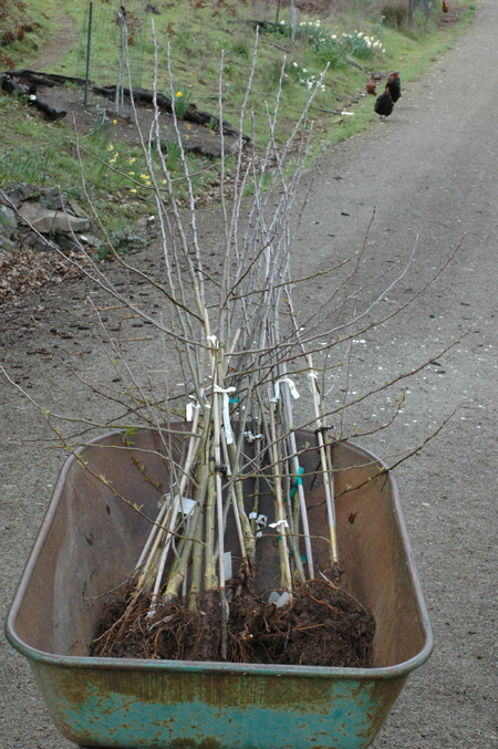 Apple seedling from my red fleshed apple breeding experiments headed for the trial rows.