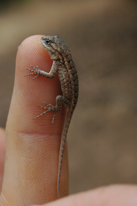 Baby fence lizard. They start coming out in July. They are born with large heads so they can start eating right away.