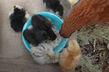 Have to have at least one picture of cute baby chicks.