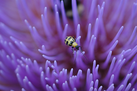 Diabrotica, or Cucumber Beetle, on Artichoke flower.