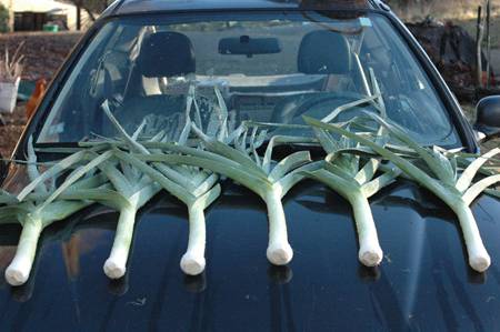 A nice batch of leeks on the way to market.