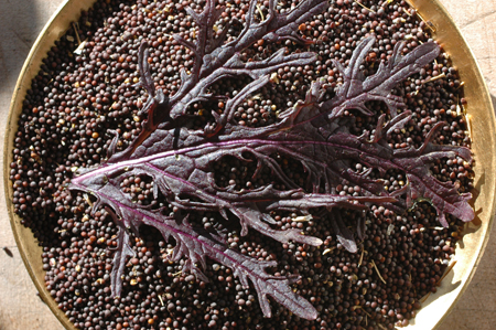 Seeds of Ruby Streaks, a red Mizuna type mustard green. This hasn't turned out to be a very good market item, but I eat quite a bit of it sauteed in butter.