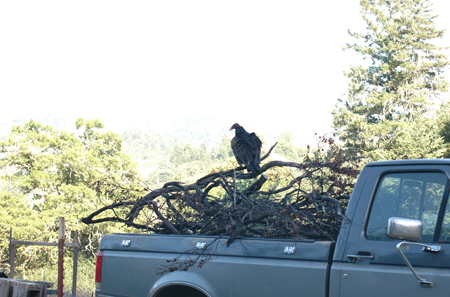 Vulture hangin' around the compost pile on a convenient roost.