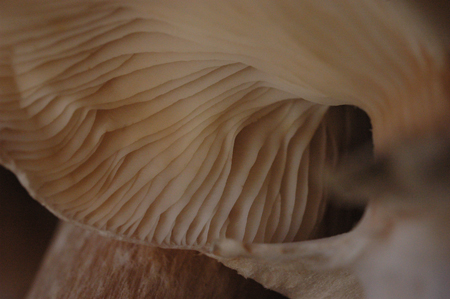 Honey mushroom detail.
