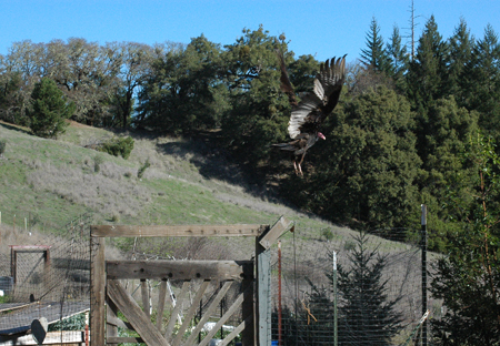 Another vulture taking flight. He was sunning himself on the garden gate. They scrounge through the food waste after the chickens are done.